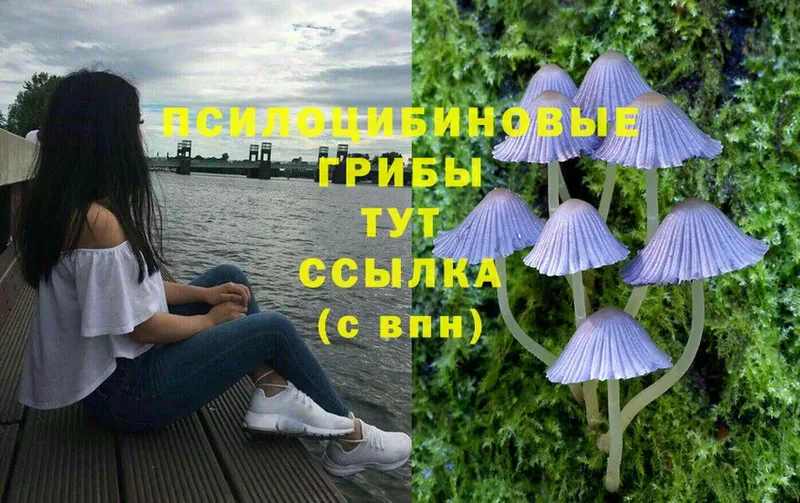 darknet как зайти  Краснокамск  Галлюциногенные грибы MAGIC MUSHROOMS 